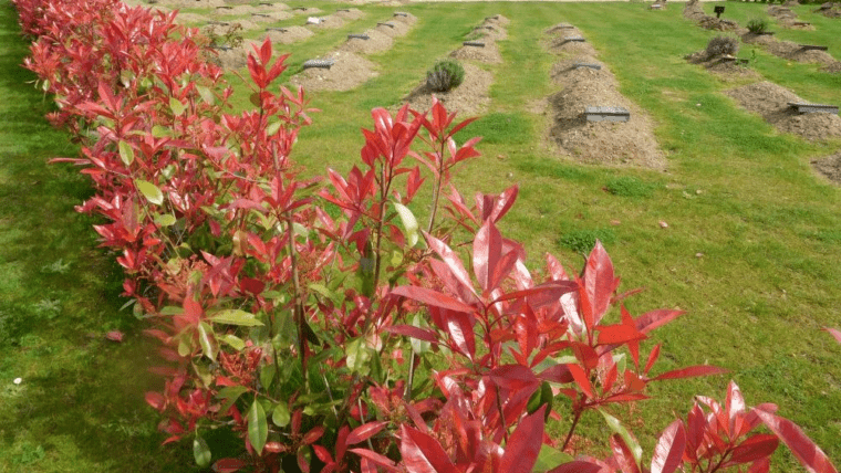 Alrahmah Cost Of Burial Investigation Report