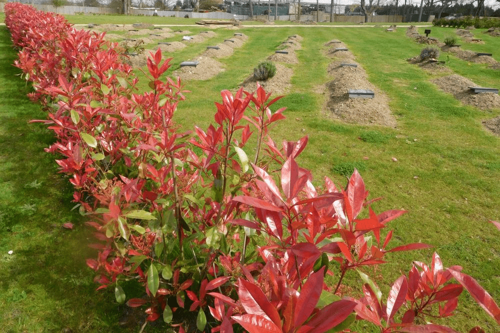 Alrahmah Cost Of Burial Investigation Report